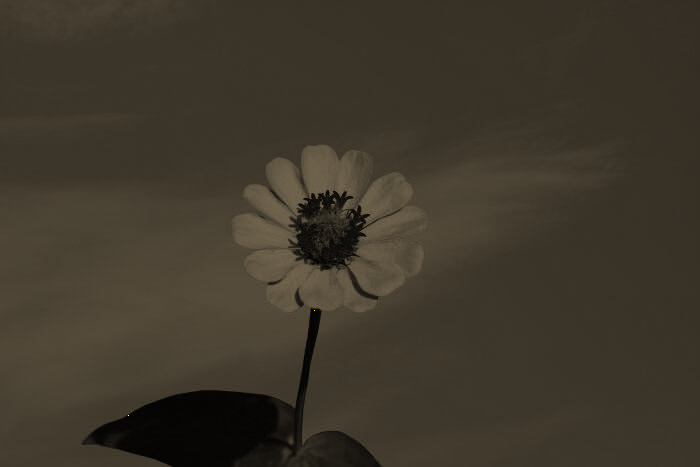 flower after sepia