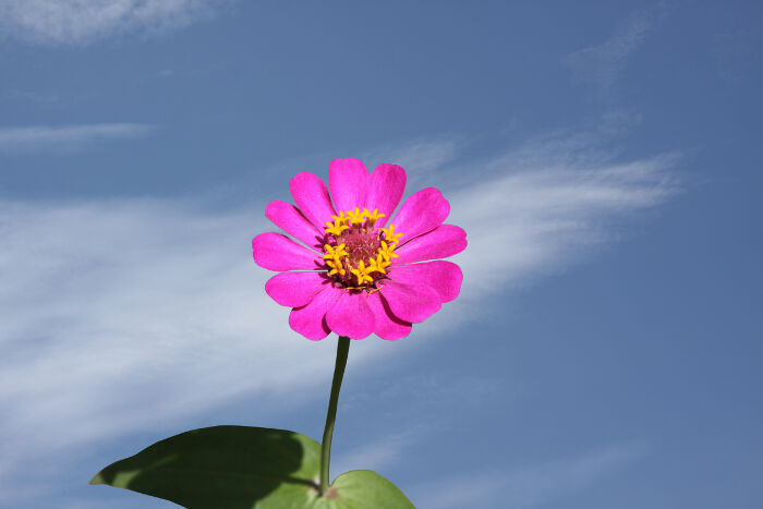 flower before processing